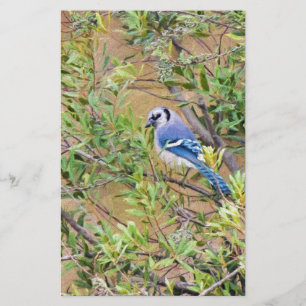 Blue Jay på södra Vax Myrtle Brevpapper