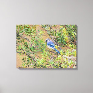 Blue Jay på södra Vax Myrtle Canvastryck
