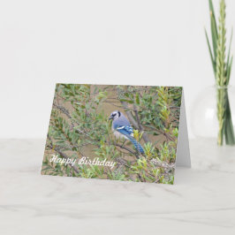 Blue Jay på södra Vax Myrtle-födelsedagskort Kort