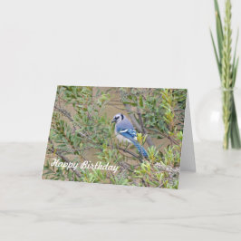 Blue Jay på södra Vax Myrtle-födelsedagskort Kort