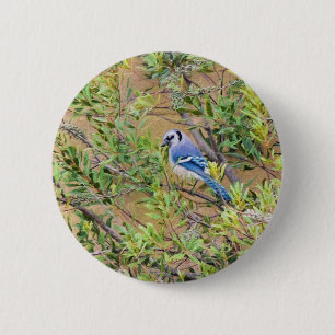 Blue Jay på södra Vax Myrtle Knapp
