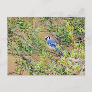 Blue Jay på södra Vax Myrtle Vykort