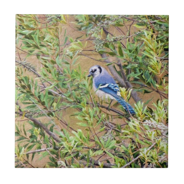 Blue Jay på Vax Myrtle Kakelplatta (Framsidan)