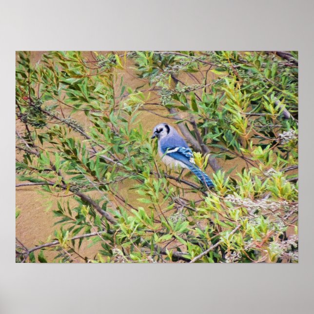 Blue Jay på Vax Myrtle Poster (Framsidan)