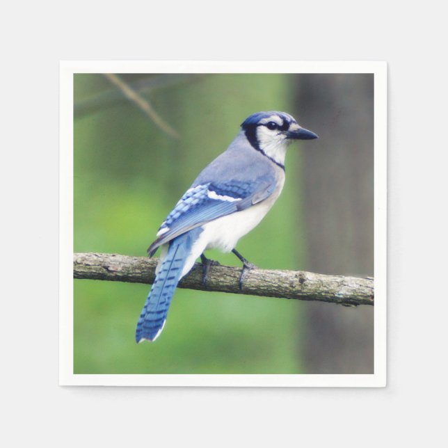 Blue Jay Pappersservett (Framsidan)