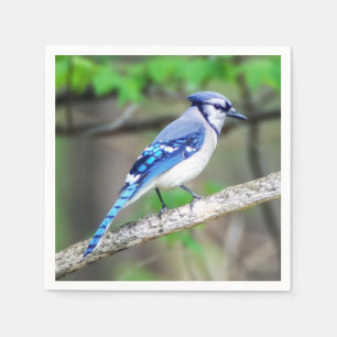 Blue Jay Pappersservett