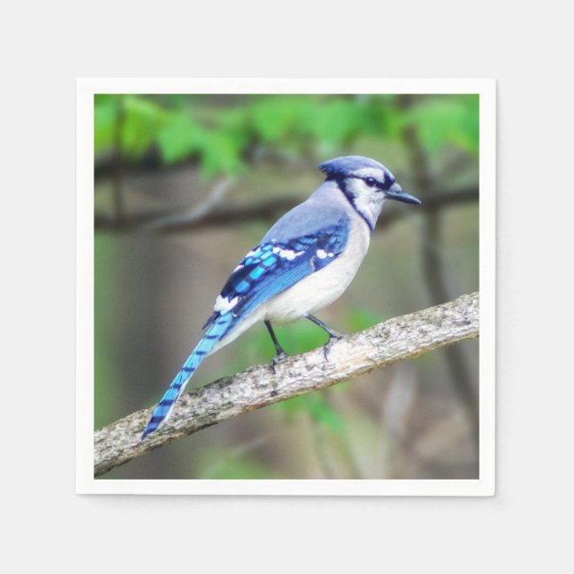 Blue Jay Pappersservett (Framsidan)