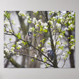 Blue Jay Pear i Blommar Pear Träd Poster