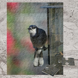 Blue Jay Perched on Feeder Photographic Bird Pussel