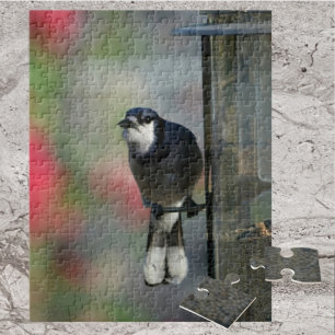 Blue Jay Perched on Feeder Photographic Bird Pussel