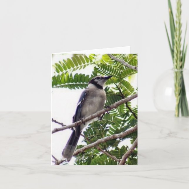 Blue Jay Photo Folant Note Card Anteckningskort (Framsida)