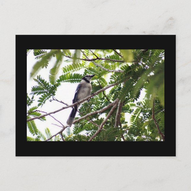 Blue Jay Photo Postcard Vykort (Framsida)