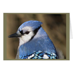 Blue Jay Porträtt Hälsningskort