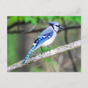 Blue Jay Postcard Vykort