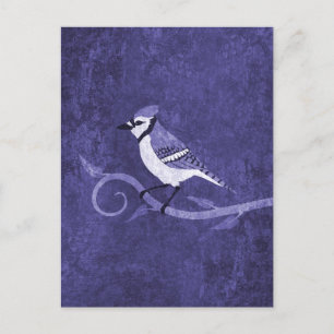 Blue Jay Postcard Vykort