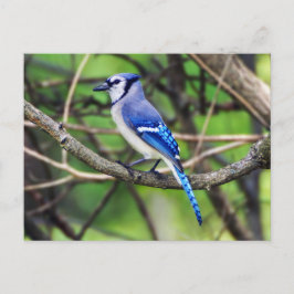 Blue Jay Postcard Vykort