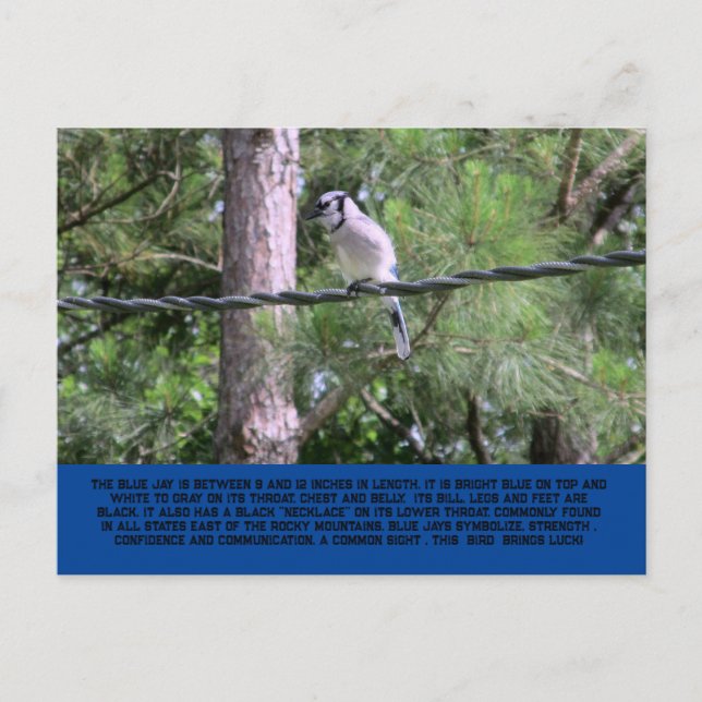 Blue Jay Postcard Vykort (Framsida)