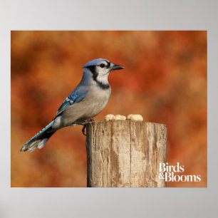 Blue Jay Poster