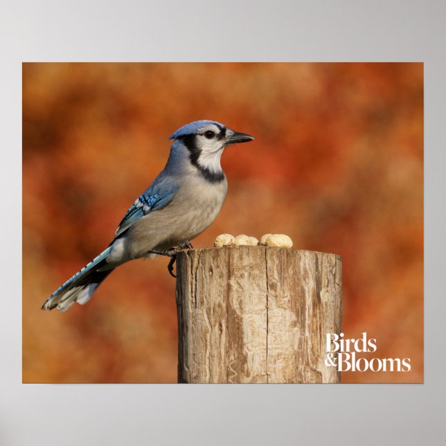 Blue Jay Poster (Framsidan)