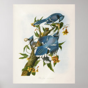 Blue Jay Poster