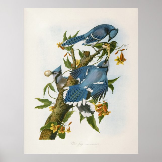 Blue Jay Poster (Framsidan)