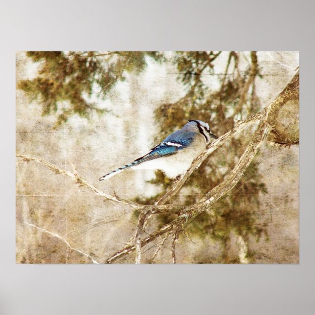 Blue Jay Poster (Framsidan)