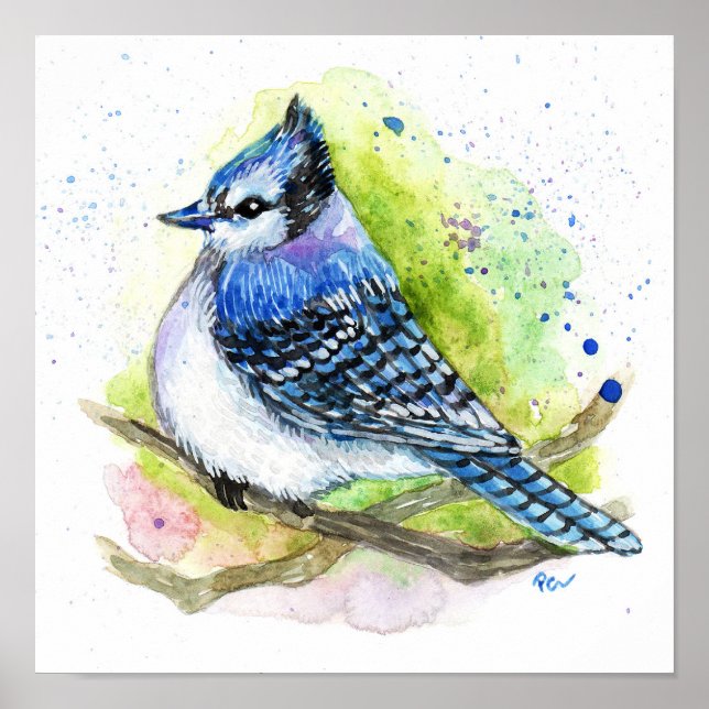Blue Jay Poster (Framsidan)