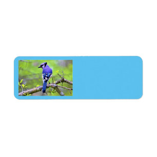 Blue Jay Returetiketters by Reay of Light Returadress Etikett