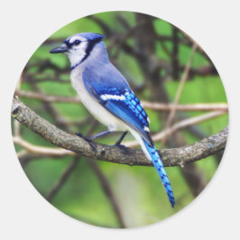 Blue Jay Round Sticker Runt Klistermärke