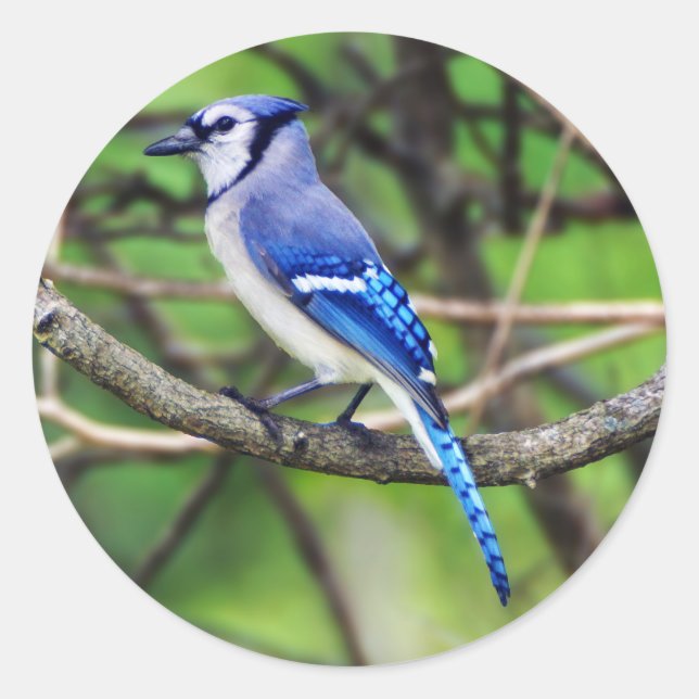 Blue Jay Round Sticker Runt Klistermärke (Framsida)