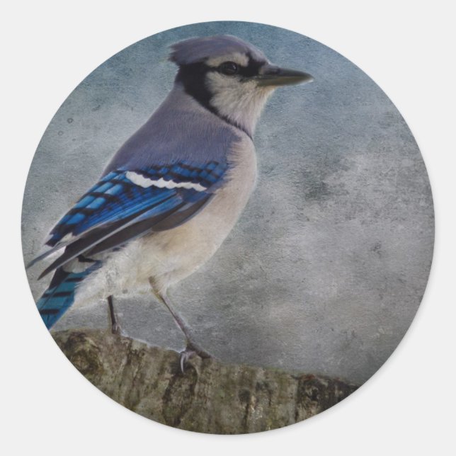 Blue Jay Runt Klistermärke (Framsida)