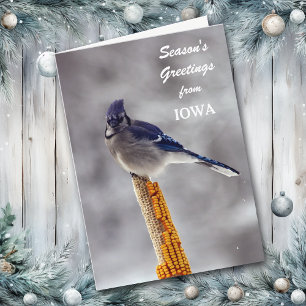 Blue Jay Season Greetings från Iowa Helgkort