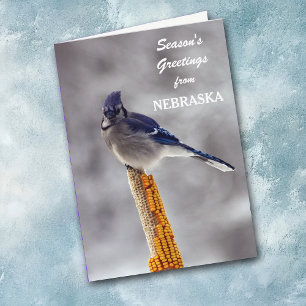 Blue Jay Season Greetings från Nebraska Helgkort