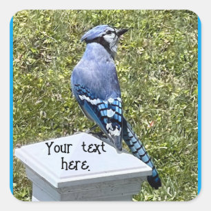 Blue Jay Sitta på Post, Anpassningsbar Stickers Fyrkantigt Klistermärke