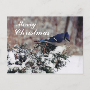 Blue jay snö, Merry, jul - Anpassad post Helg Vykort