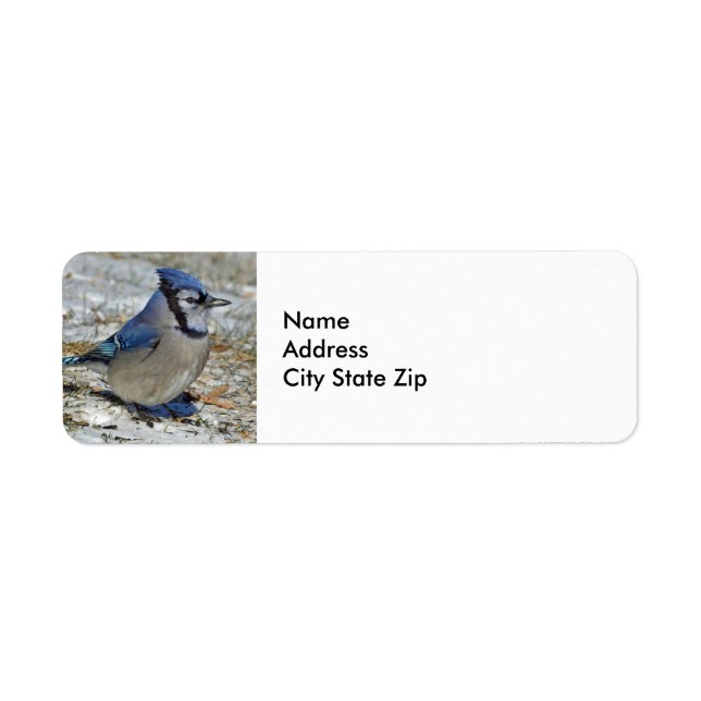 Blue Jay Snö Photo Returadress Etikett (Framsidan)