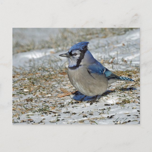 Blue Jay Snö Photo Vykort (Framsida)