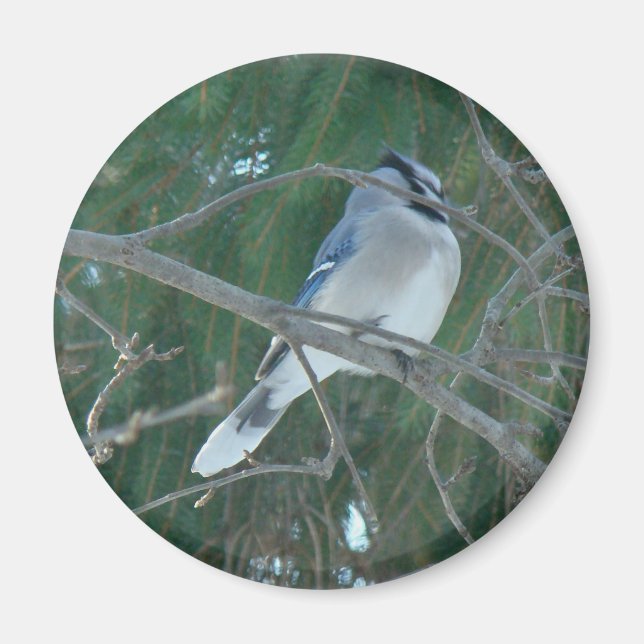 Blue Jay Songbird (Cyanocitta cristata) Magnet (Framsidan)