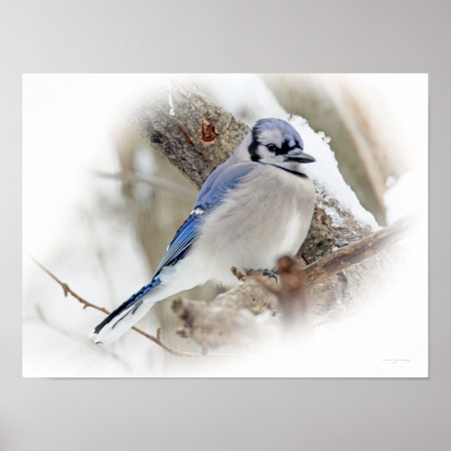Blue Jay Songbird i Snö Poster (Framsidan)
