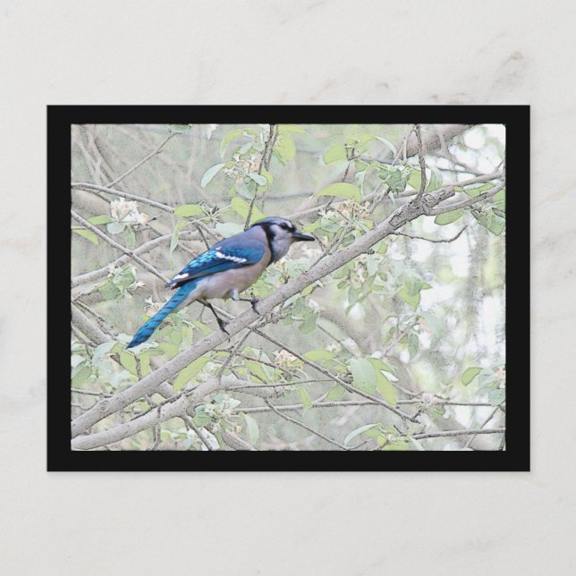 Blue Jay Songbird Vykort (Framsida)
