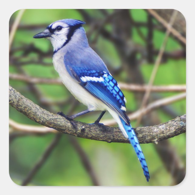 Blue Jay Sticker Fyrkantigt Klistermärke (Framsida)