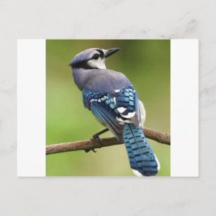 Blue Jay tänker på din vän mamma pappa Vykort