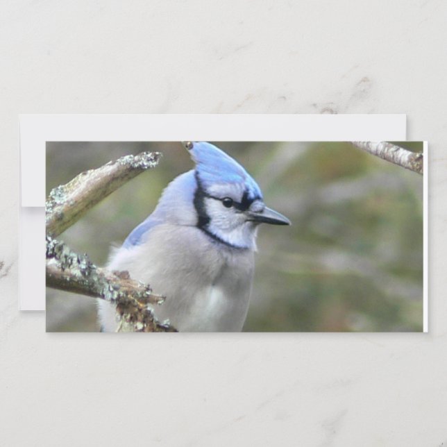 Blue Jay Tittar (Framsida)