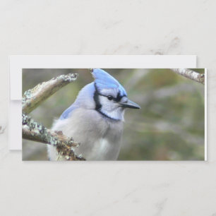 Blue Jay Tittar