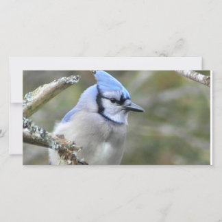 Blue Jay Tittar