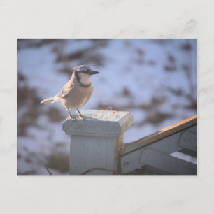 Blue Jay Vykort
