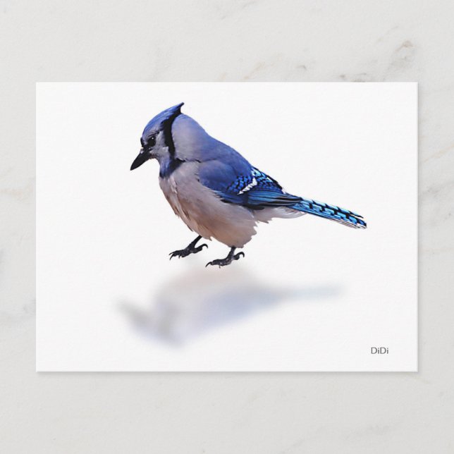 Blue Jay Vykort (Framsida)