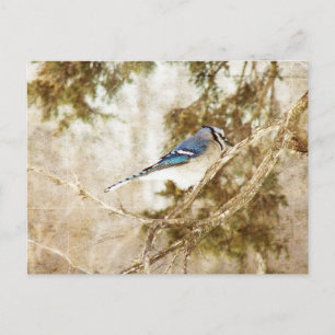 Blue Jay Vykort