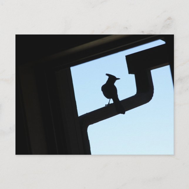 Blue Jay Vykort (Framsida)