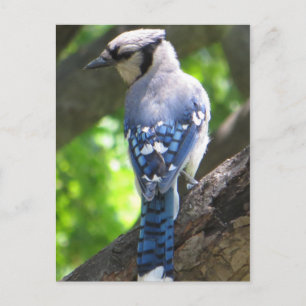 Blue Jay Vykort